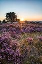 De Hilversumse Heide bij zonsopkomst van Emile Kaihatu thumbnail