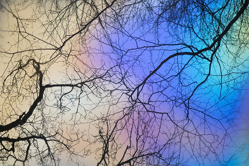 Trees reflects in the water by Barbara Brolsma