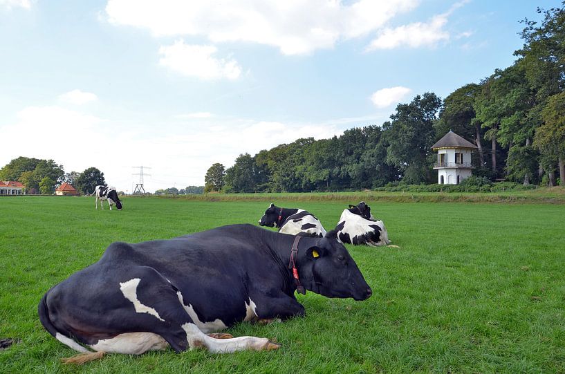 Koeien genieten van het mooie weer von Jaimy Buunk