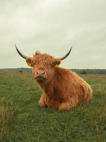 Scottish Highlander Estate Huis ter Heide by Freddie de Roeck