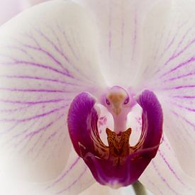 Roze en witte orchidee van Tobias Toennesmann