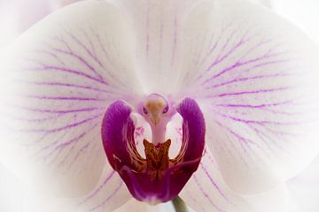 Roze en witte orchidee van Tobias Toennesmann