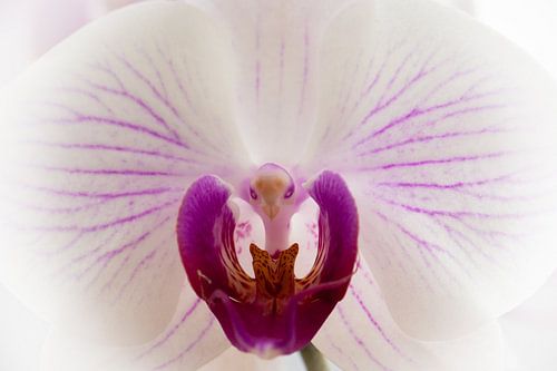 Roze en witte orchidee