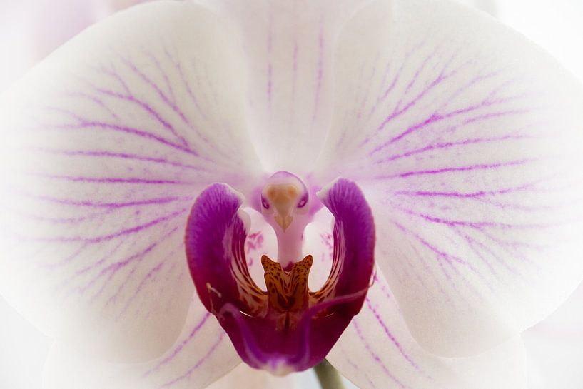 Pink and white orchid by Tobias Toennesmann