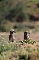 2 stokstaartjes in Zuid-Afrika