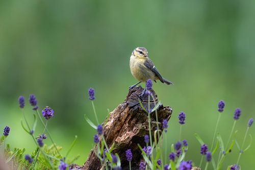 Young blue tit in a woodland setting