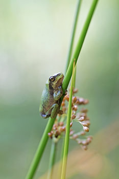 Bleib fröhlich