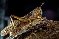 Grasshopper