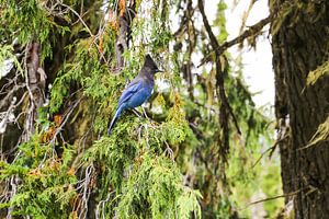 Steller's Jay