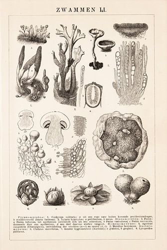 Botanische prent Zwammen II