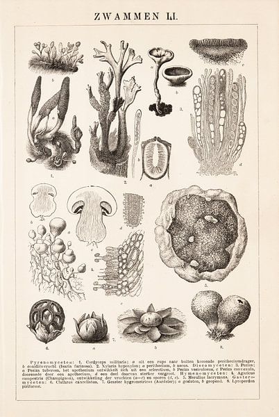 Impression botanique Champignons II par Studio Wunderkammer
