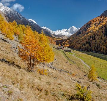 Pfossetal, Val di Fosse, lariksen, Malga Mitterkaser Alm, Schnalstal, Zuid-Tirol - Alto Adige, Italië