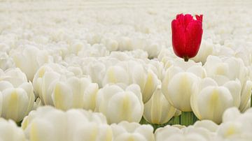 verdwaalde rode tulp tussen de witte tulpen