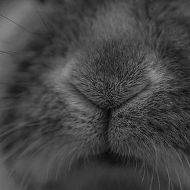 konijnen neus van Mika Leinders
