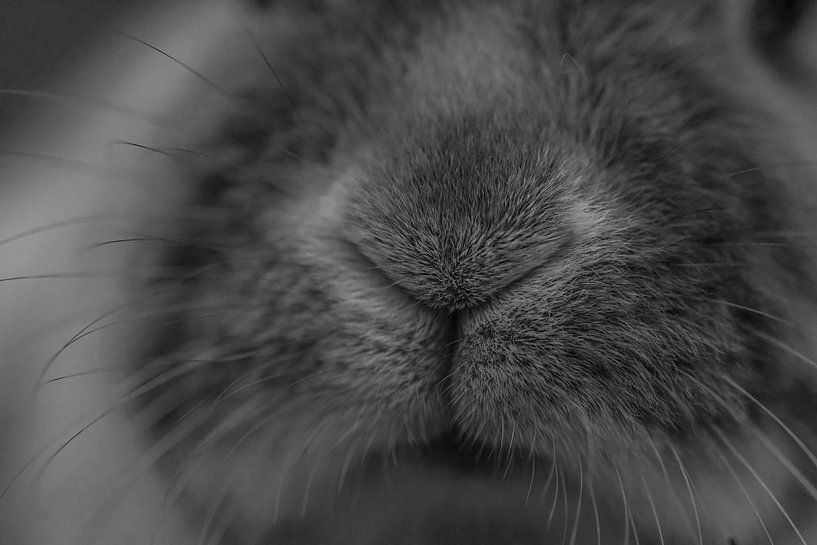 rabbit nose by Mika Leinders