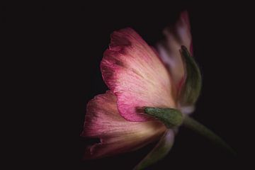 Hübsche rosa Blütenblätter von Sandra Hazes