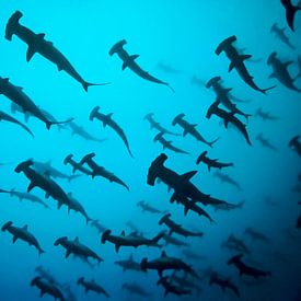 A shoal of scalloped hammerhead sharks by Norbert Probst