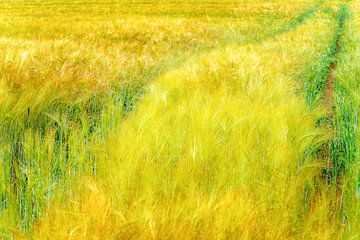 Maïsveld met rijpe aren in het voorjaar van Dieter Walther