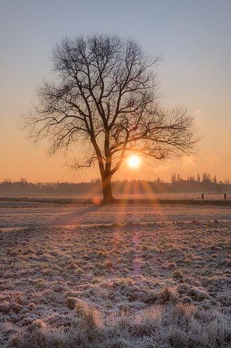 Zonopkomst boom alone in besneeuwd landschap