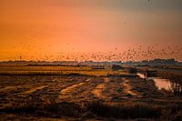 Polder landscape