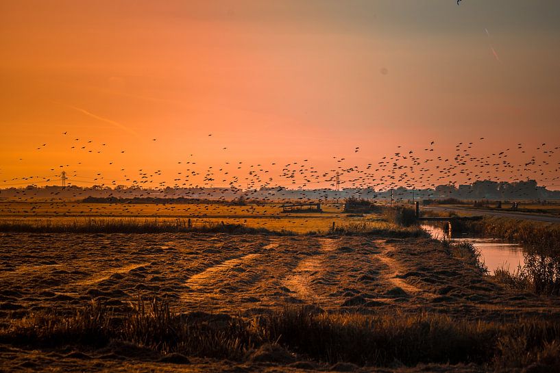 Polder landscape by Alette Jager