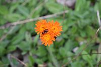 3 Felle bloemen