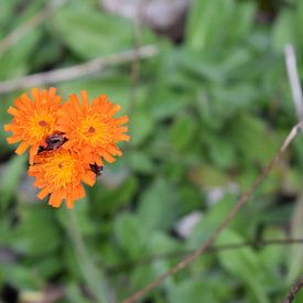 3 Felle bloemen van Bas Dijk