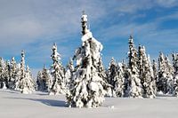 Snowy trees in Norway