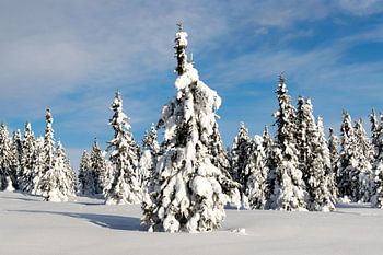 Snowy-Bäume in Norwegen