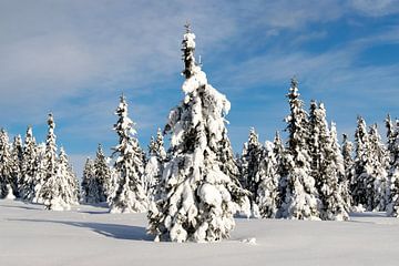 Besneeuwde bomen in Noorwegen van Jessica Arends