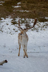 Posieren von Hirschen im Schnee #1