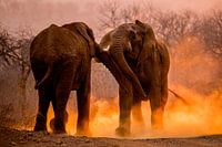 Afrikaanse Olifant, African Elephant, Loxodonta africana