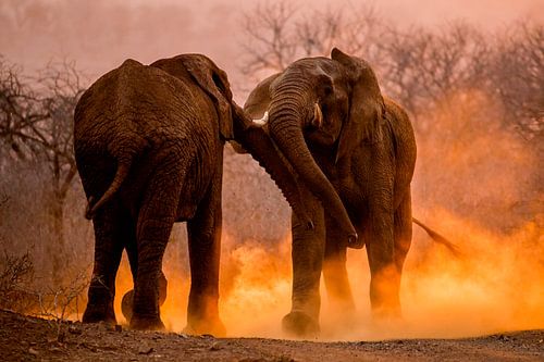 Éléphant d'Afrique, Loxodonta africana