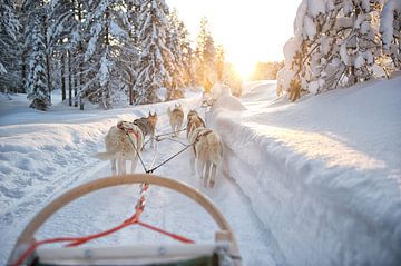Honden trekken slee vooruit Lapland van Rene du Chatenier