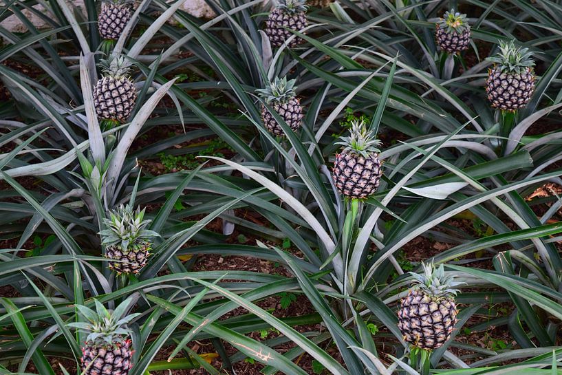 Ananaspflanzen mit Ananasfrüchten in einer Reihe in einer Ananasgärtnerei - Ananas auf Pflanze von Studio LE-gals