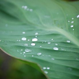 Water droplets on a leaf sur Edwin Teuben