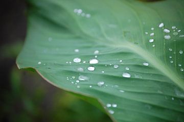 Waterdruppels op een blad van Edwin Teuben