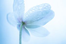 Woodland anemone by Christien van der Veen Fotografie