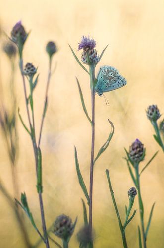 Vlinderwerelden van weinig blauw