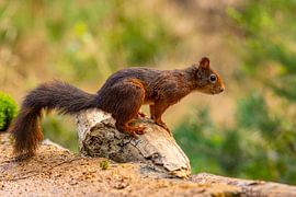 Eichhörnchen (Sciurus vulgaris), Nagetier