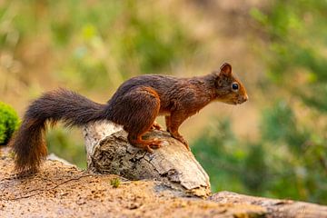 Squirrel (Sciurus vulgaris), rodent by Gert Hilbink