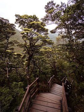 Descend into the forest by Lisanne de Beun