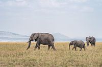A family of elephants