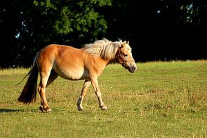 Pferd