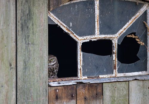Steenuil kijkt recht in de lens vanuit oude schuur
