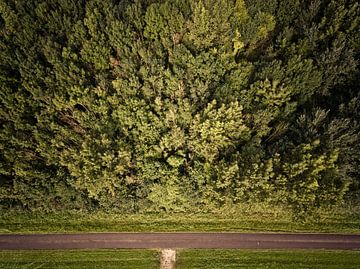 Road and Trees from above sur Van Renselaar Fotografie