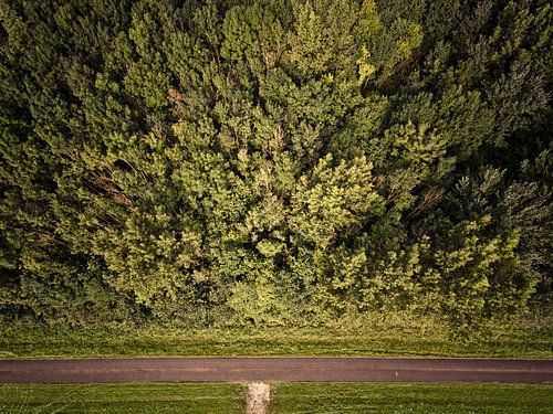 Bomen en een straat
