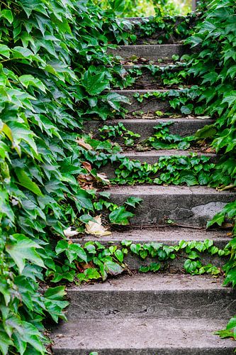 Old Stone Stairs with Green Ivy Leaves