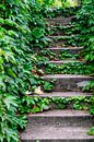 Oude stenen trap met groene blaadjes van klimop van Andreea Eva Herczegh thumbnail