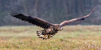 Bald eagle in flight